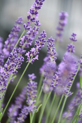 Lavendel