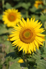 Naklejka premium Sonnenblume