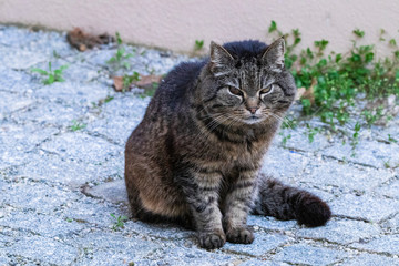 Katze mit bösem Blick