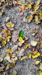fallen leaves on the ground