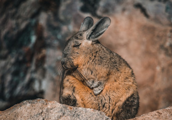 Naklejka na ściany i meble viscacha rabbit in the desert rocks