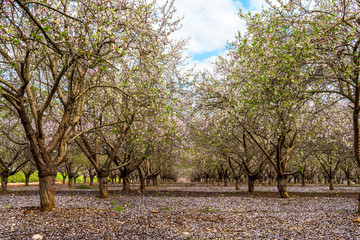 Blooming garden of almond trees with petals covering the ground in spring.