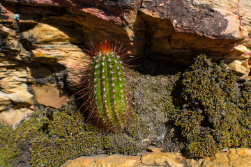 pine cones on a rock