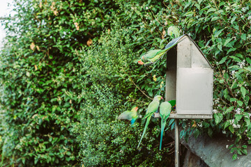 Papagei auf Vogelhaus
