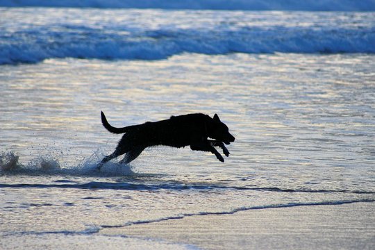 Black Dog Running On Shore At Beach