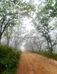 Fototapeta premium Mystic road through foggy forest. Country road in a foggy forest in the early morning in summer.
