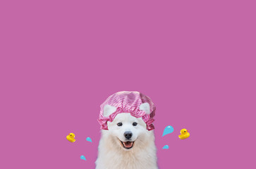 Happy Samoyed art. Accessories for washing dogs. Samoyed on a simple background