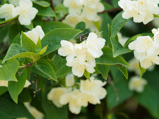 Philadelphus coronarius | Europäische Pfeifenstrauch mit wunderschöne duftende weiße Blumen und gelb Staubblätter anfang Juni 