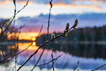 Willow bud with sun set scenery as background