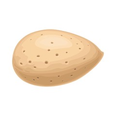 Closeup almond nut in shell. Vector color realistic icon.