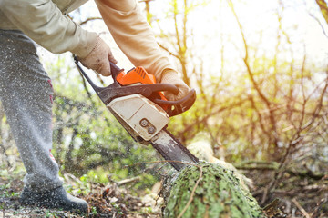 chainsaw saws a tree in the forest close-up with sun glare. sawdust fly out from under the sawing chainsaw