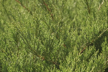  beautiful coniferous bush close up