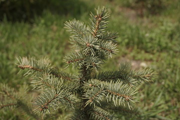 young blue fir tree growing in the garden