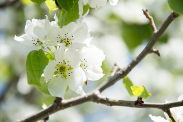 blossoming apple tree in spring