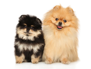 Two Spitz on a white background
