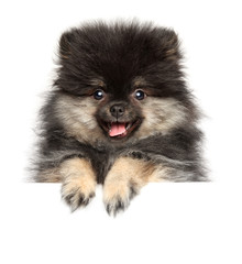 Pomeranian puppy above banner