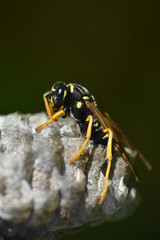 Wasp. Wasp on honeycomb. Macro of wild wasp resting in hive vespiary

