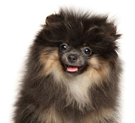 Obraz premium Close-up of a Pomeranian Spitz puppy