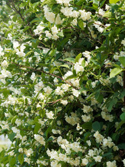 Philadelphus coronarius | Europäische Pfeifenstrauch oder Duftjasmin in voller Blüte, Gartenschönheit und dekorativer Heckenbaum. 