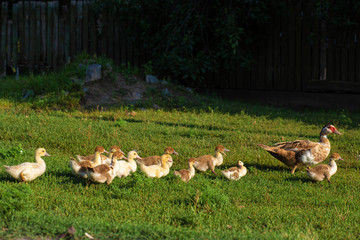 A duck leads its ducklings across the road. Mother duck with little ducklings.