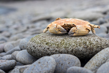 crab on the beach