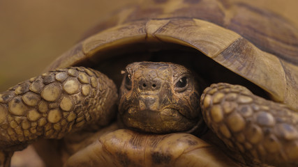 Closeup of a beautiful turtle portrait. Turtle crawling on a green grass