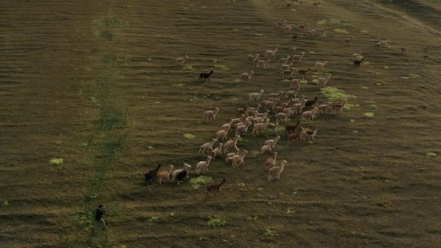 Lamas in the middle of the Peruvian Andes