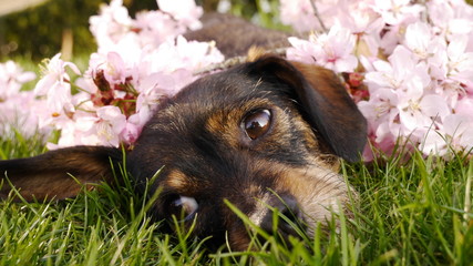 Hund im Blütenmeer 1