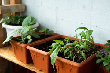 greens growing in a home pot on the balcony