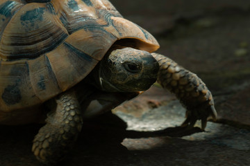 Closeup of a beautiful turtle portrait. Turtle crawling on a green grass