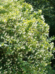 Philadelphus coronarius | Europäische Pfeifenstrauch oder Duftjasmin in voller Blüte, Gartenschönheit und dekorativer Heckenbaum. 