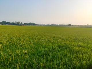Obraz na płótnie Canvas green wheat field and sky background 
