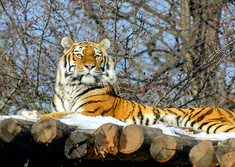 Siberian tiger with raised head