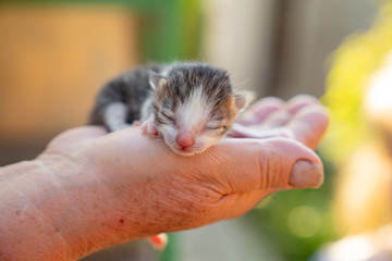 newborn kitten in hands of a person. 