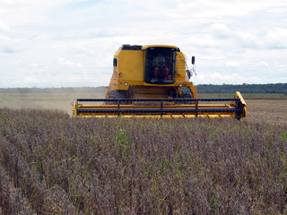 Obraz premium Soja, plantação de soja, colheita de soja