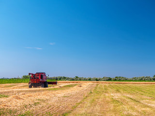 Wheat harvesting in the summer. Red harvester working in the field. Golden ripe wheat harvest agricultural machine harvester on the field.