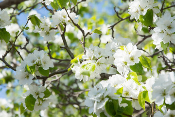 blossoming apple tree in spring