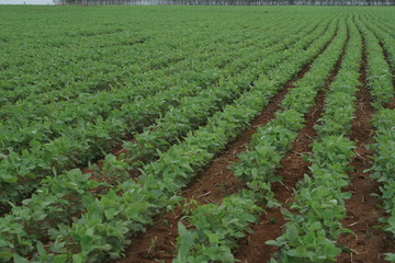 Soja, plantação de soja, colheita de soja