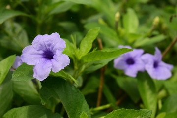 Wild blue flowers is blooming