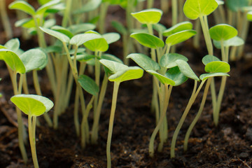 Green young sprouts Cucumber seedling on tray. -image