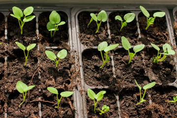 A lot of small green flower sprouts in the tray. The view from the top.