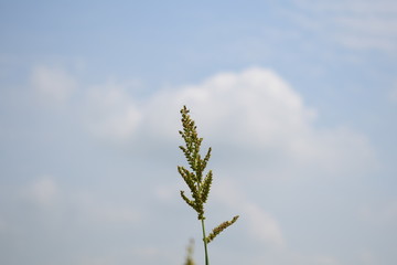 Close up view of rice plant