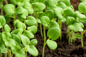 Green flower sprouts reach for the light. Macro.