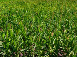An endless field of green corn stretching to the horizon