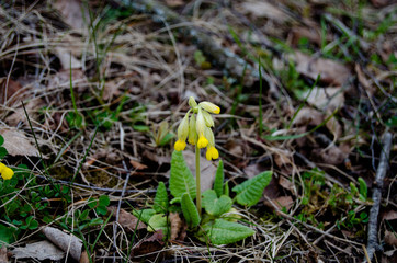Photo of wild primrose photo in the forest