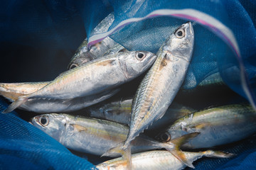 Mackerel sardine fishes in fishery blue seine.