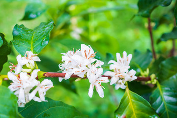 White coffee flowers in green leaves tree plantation close up
