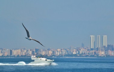 Fototapeta na wymiar Seagulls over the Bosphorus Strait in Istanbul
