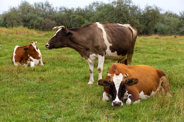 Fototapeta na wymiar Rural cows graze on a green meadow. Rural life. Animals. agricultural country