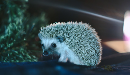 Fotografía de un pequeño erizo  de tierra que da una caminata nocturna en su nuevo hogar